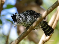FL6A1780Barred_Antshrike