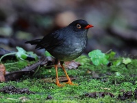 FL6A1780Slaty-backe_Nightingale_Thrush