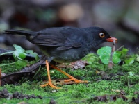 FL6A1794Slaty-backed_Nightingale_Thrush
