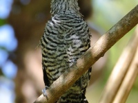 FL6A1795Barred_Antshrike
