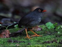 FL6A1801Slaty-backed_Nightingale_Thrush