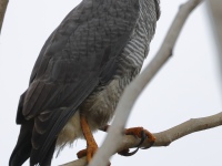 FL6A1826Gray_Hawk