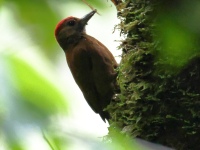 FL6A1827Smoky-brown_Woodpecker