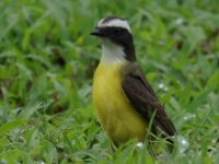 FL6A1857Social_Flycatcher
