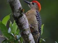 FL6A1879Red-crowned_Woodpecker