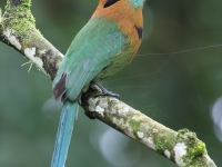 FL6A1898Broad-billed_Motmot