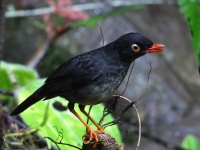 FL6A1912Slaty-backed_Nightingale_Thrush