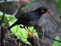 FL6A1915Slaty-backed_Nightingale_Thrush