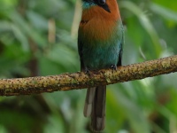 FL6A1919Broad-billed_Motmot