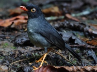 FL6A1931Slaty-backe_Nightingale_Thrush