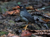 FL6A1931Slaty-backed_Nightingale_Thrush