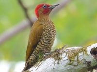FL6A1960Rufous-winged_Woodpecker