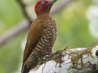 FL6A1988Rufous-winged_Woodpecker