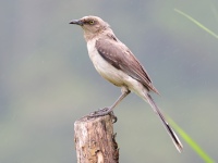 FL6A2034Tropical_Mockingbird