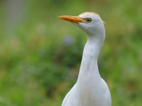FL6A2044Cattle_Egret