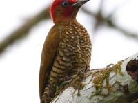 FL6A2044Rufous-winged_Woodpecker