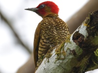 FL6A2054Rufous-winged_Woodpecker