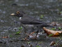 FL6A2093White-throated_Thrush