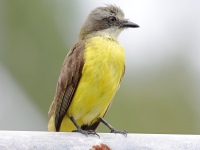 FL6A2126Gray-capped_Flycatcher