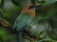 FL6A2135Broad-billed_Motmot