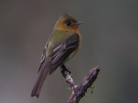 FL6A2135Tufted_Flycatcher