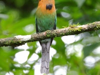 FL6A2150Broad-billed_Motmot