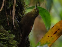 FL6A2164Spotted_Woodcreeper