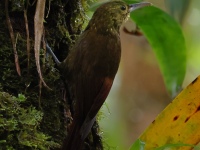 FL6A2168Spotted_Woodcreeper