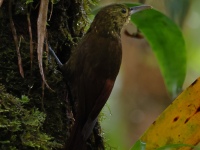 FL6A2171Spotted_Woodcreeper