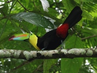 FL6A2212Keel-billed_Toucan