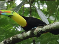 FL6A2250Keel-billed_Toucan