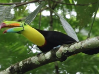 FL6A2255Keel-billed_Toucan