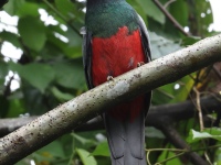 FL6A2291Slaty-tailed_Trogon