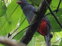 FL6A2303Slaty-tailed_Trogon