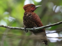 FL6A2340Cinnamon_Woodpecker
