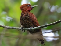 FL6A2342Cinnamon_Woodpecker