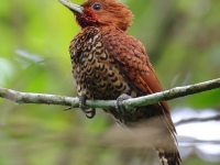 FL6A2348Cinnamon_Woodpecker