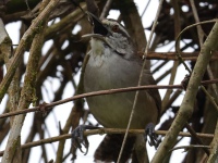 FL6A2373Canebrake_Wren