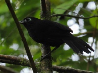 FL6A2374Zeledons_Antbird