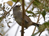 FL6A2388Canebrake_Wren