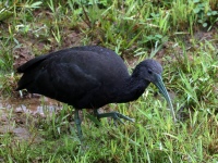 FL6A2400Green_Ibis