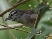 FL6A2406Canebrake_Wren