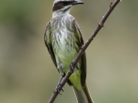 FL6A2420Piratic_Flycatcher