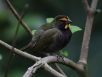 FL6A2439Yellow-faced_Grassquit