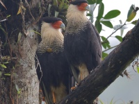 FL6A2442Crested_Caracaras