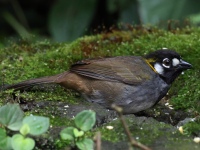 FL6A2481White-eared_Ground-Sparrow
