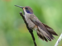 FL6A2487Brown_Violetear