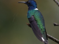 FL6A2500White-necked_Jacobin