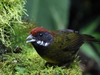 FL6A2522Sooty-faced_Finch