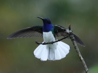 FL6A2531White-necked_Jacobin